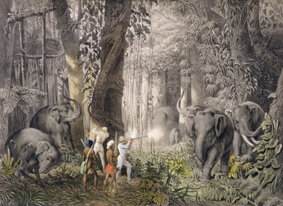Elefantenjagd in der Region Logalla, aus den Reisen von Prinz Emanuel Andrasy in Ostindien, Ceylon, Java, China und Bengalen, graviert von Ciceri und Adams, veröffentlicht 1859 von Emanuel Andrasy